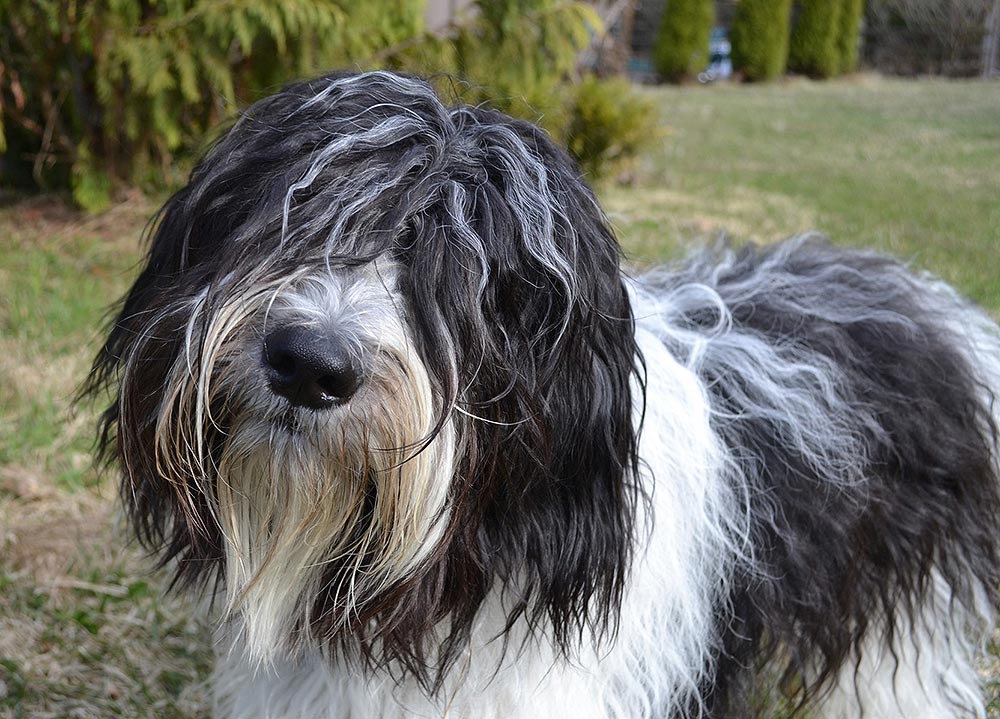 Schapannro's Dream Star Farley